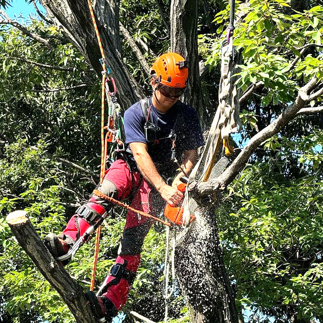 伐採東京｜庭木の剪定・伐採・草刈り・砂利敷き・庭じまい